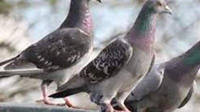 تفسير حلم  الحمام في المنام وعلاقته بالخير والفرح والأخبار السارة