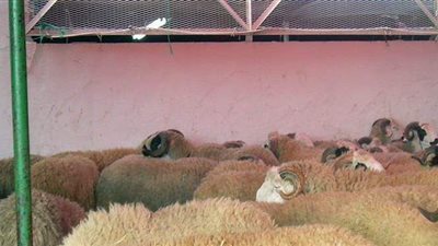 بالمخالفة لبلد المنسك.. المغرب يحتفل بأول أيام عيد الأضحى الأربعاء