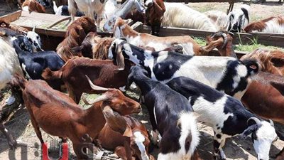 بث مباشر.. سوق الأحد في الإسماعيلية لبيع الأضاحي | فيديو