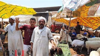 15 صورة ترصد حركة البيع داخل سوق أبوصوير للأغنام في الإسماعيلية | صور
