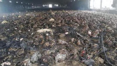 نفوق 6 آلاف دجاجة في حريق جنوب جنين الفلسطينية