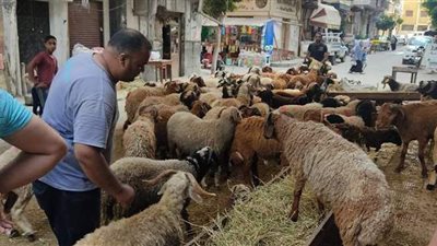 ضبط 33 مخالفة بمحال اللحوم قبل استقبال عيد الأضحى بالإسكندرية