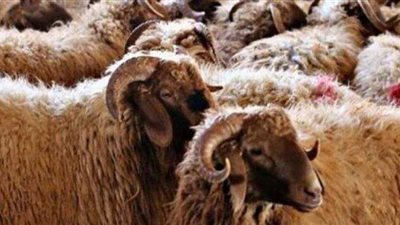 شروط ذبح الأضحية.. معايير صحية ضرورية وضوابط شرعية