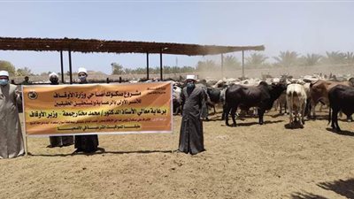 وصول الدفعة الأولى من رؤوس أضاحي وزارة الأوقاف | فيديو وصور