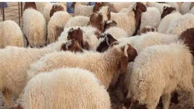 ما حكم الشرع في التصدق بثمن الأضحية بدلا عن الذبح؟ الإفتاء ترد