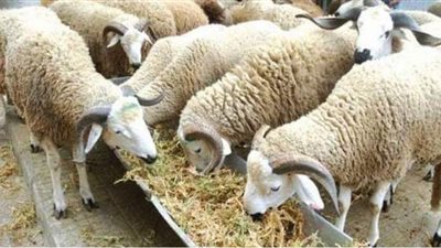 ما حكم رمي شيء من الأضحية بعد الذبح؟ مفتي الجمهورية يجيب