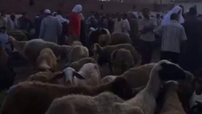 بالرمال والمطهرات.. نظافة القاهرة تستعد لعيد الأضحى