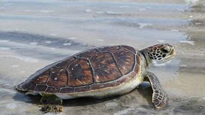 عمرها 130 عاما.. رحيل السلحفاة 