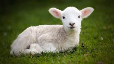 تفسير رؤية الخروف فى المنام وعلاقته بتحقيق الأماني واستجابة الدعاء