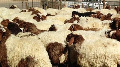 كيف استعدت وزارة الزراعة واستصلاح الأراضي لاستقبال عيد الأضحى؟| إنفوجراف