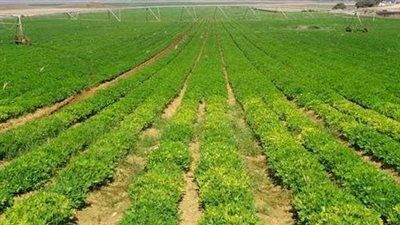 بحث علمي جديد حول استخدامات النانو تكنولوجي في مكافحة امراض النباتات بأقل تكلفة وبدقة عالية