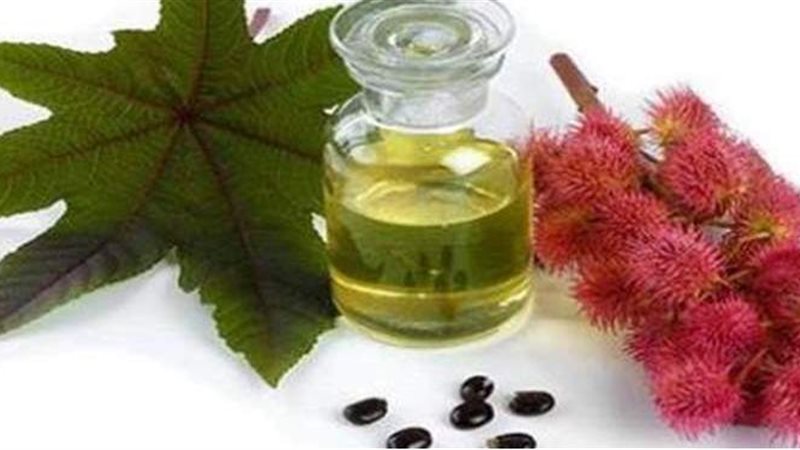زيت الخروع