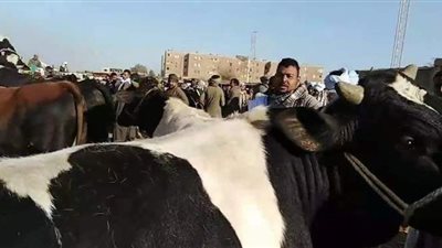 بث مباشر.. ارتفاع أسعار الأضاحي داخل «سوق السبت» في الفيوم | فيديو
