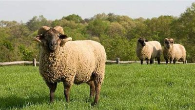 أخصائي نفسي: يجب اصطحاب البالغين في ذبح الأضاحي لاستيعاب المشهد | فيديو