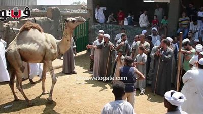 بث مباشر.. أسعار الجمال والأضاحي في سوق برقاش | فيديو