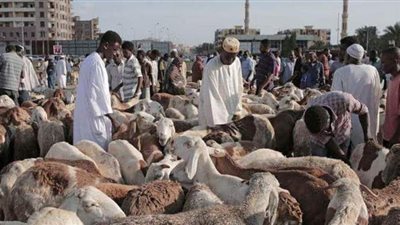 يشبه الانفلونزا.. دولة عربية تحذر من مرض قاتل ينتقل من الحيوان إلى الإنسان