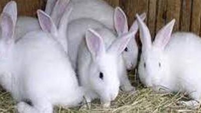 تفسير رؤية  الأرنب في المنام وعلاقته بالهموم والاحزان