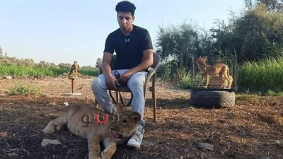 حكاية عمر.. ابن المنصورة صديق الحيوانات المفترسة.. يقتني الأسود والصقور.. ويحلم بإنشاء 