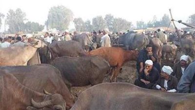 اعرف سر عبارة من ده بكرة بقرشين