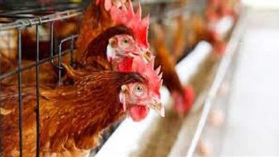 أسعار الدواجن البيضاء اليوم 18-7-2021