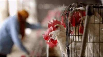 غانا تعدم آلاف الدجاج بعد تفشي إنفلونزا الطيور