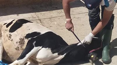 أستاذ بالمركز القومي للبحوث يكشف عواقب الذبح في الشارع