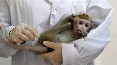 وفاة أول رجل مصاب بالفيروس القردي B في الصين