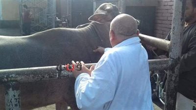 مجازر كفر الشيخ الـ19 ونقاط الذبح تستقبل 800 رأس ماشية | صور