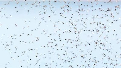 تشبه الإعصار.. أسراب من البعوض تغزو روسيا | فيديو