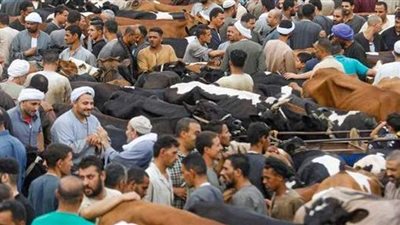 أسعار اللحوم الحمراء والأضاحي في الأسواق