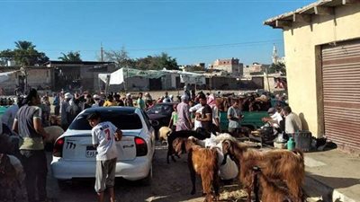 ماعز وضأن.. انتعاش سوق الخميس بالعريش قبل عيد الأضحى | صور