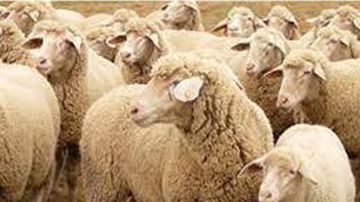 تفسير حلم ذبح الخروف في المنام وعلاقته بزوال الهموم