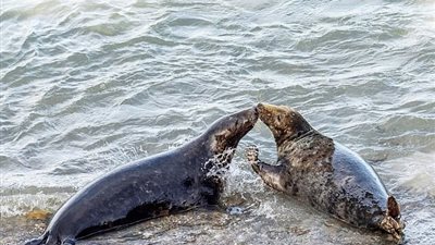 نجاة كلب بحر من قرص بلاستيكي يخنقه (صور)