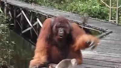 قرد صغير حاول سرقة إنسان الغاب فتلقى عقابا قاسيا (فيديو وصور)