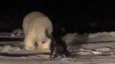 صداقة غريبة تجمع دبا وكلبا في ألاسكا (فيديو وصور)