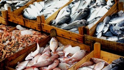 أسعار الأسماك اليوم 21 /12 / 2018.. والبوري يسجل 40 جنيها