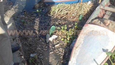 بالصور.. نفوق الأسماك في بحيرة مريوط بالإسكندرية بسبب مياه الصرف الصحي