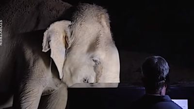 رجل يكرس حياته بعد تقاعده للترفيه عن الفيلة (فيديو)