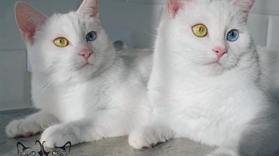 عيون توءم من القطط تثير جنون إنستجرام (فيديو وصور)