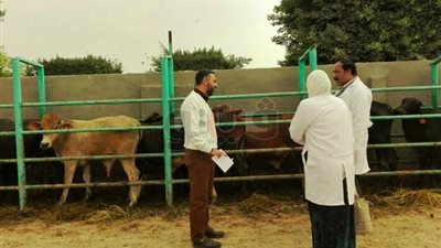 تحصين 144 ألفا و955 رأس ماشية ضد مرض الحمى القلاعية بالشرقية