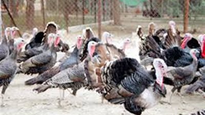 «غرفة القاهرة»: 20% زيادة في الطلب على «الرومي» تزامنا مع الكريسماس