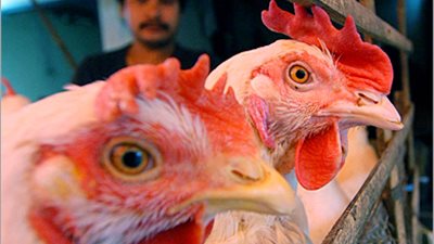 «الطب البيطري»: سنحارب بيع الدواجن «الحية»