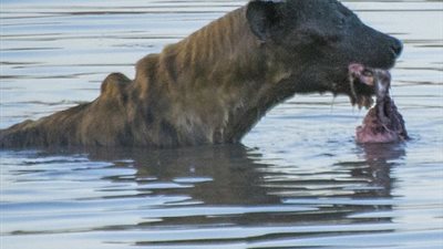 بالصور.. ضبع يخفي طعامه تحت الماء خوفًا من السرقة