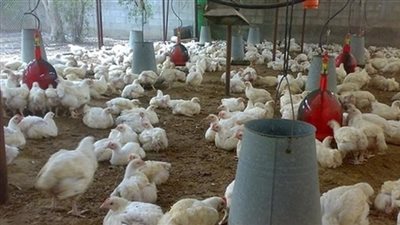 5 مقترحات لسهولة تطبيق قانون منع تداول الطيور الحية بالمحافظات