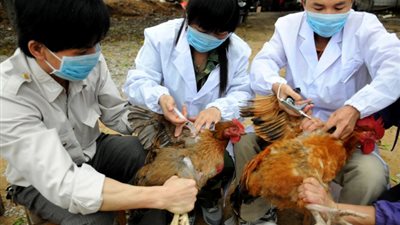 وفاة صينيين بفيروس إنفلونزا الطيور «H7N9»