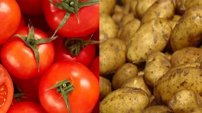 شعبة الخضراوات: انخفاض ملحوظ في أسعار الطماطم والبطاطس