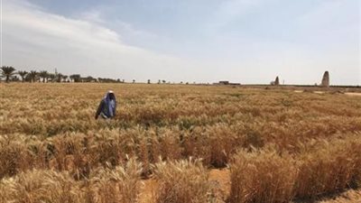 توقعات بحصاد أقل من المتوقع من القمح بمصر