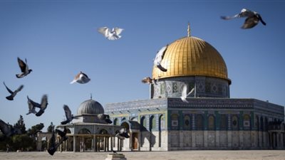 العربية لحقوق الإنسان تستأنف حملتها «القدس عاصمة فلسطين»