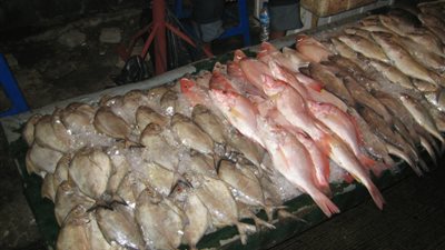 ضبط 1610 كجم أسماك وجمبري غير صالحة للاستهلاك بـ