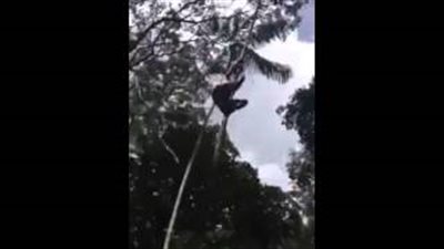 بالفيديو..عجوز يبتكر حيلة جديدة لتسلق الأشجار شاهقة الارتفاع